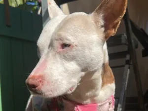 Cachorro raça SRD-ViraLata idade 5 anos nome Anne