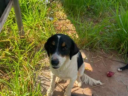 Cachorro raça SRD-ViraLata idade 1 ano nome Sem nome