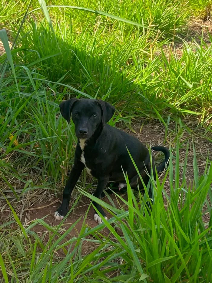 Cachorro raça SRD-ViraLata idade 1 ano nome Sem nome