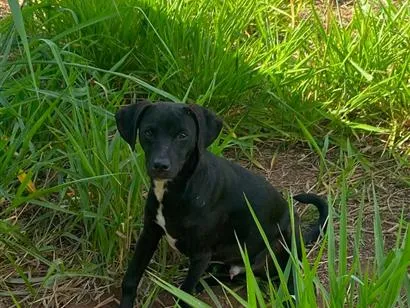 Cachorro raça SRD-ViraLata idade 1 ano nome Sem nome