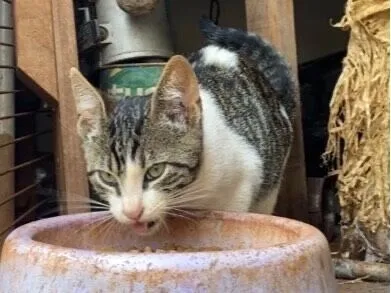 Gato raça SRD-ViraLata idade 2 a 6 meses nome castrado macho bebê