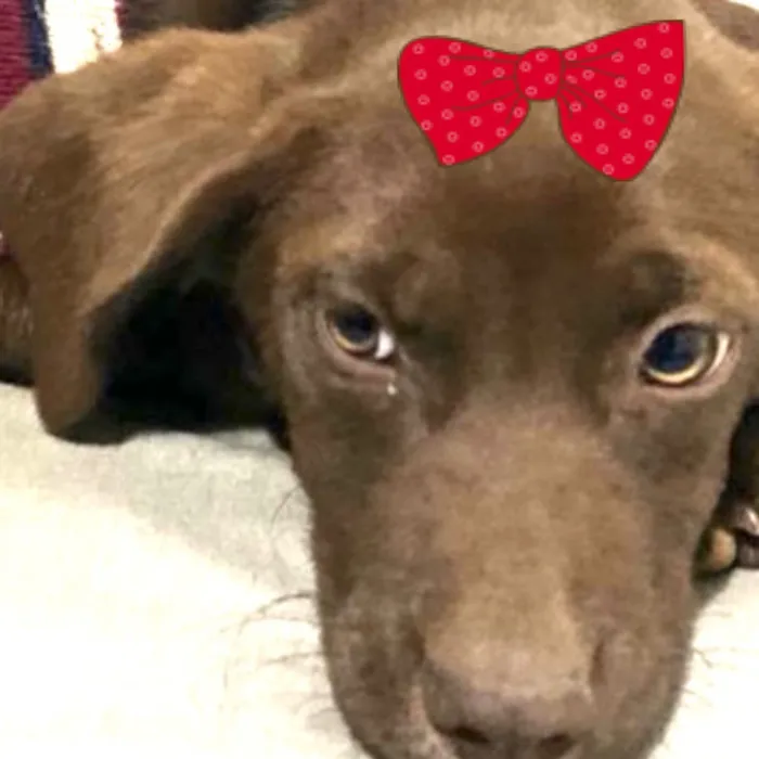 Cachorro raça SRD-ViraLata idade 2 a 6 meses nome Cacau 