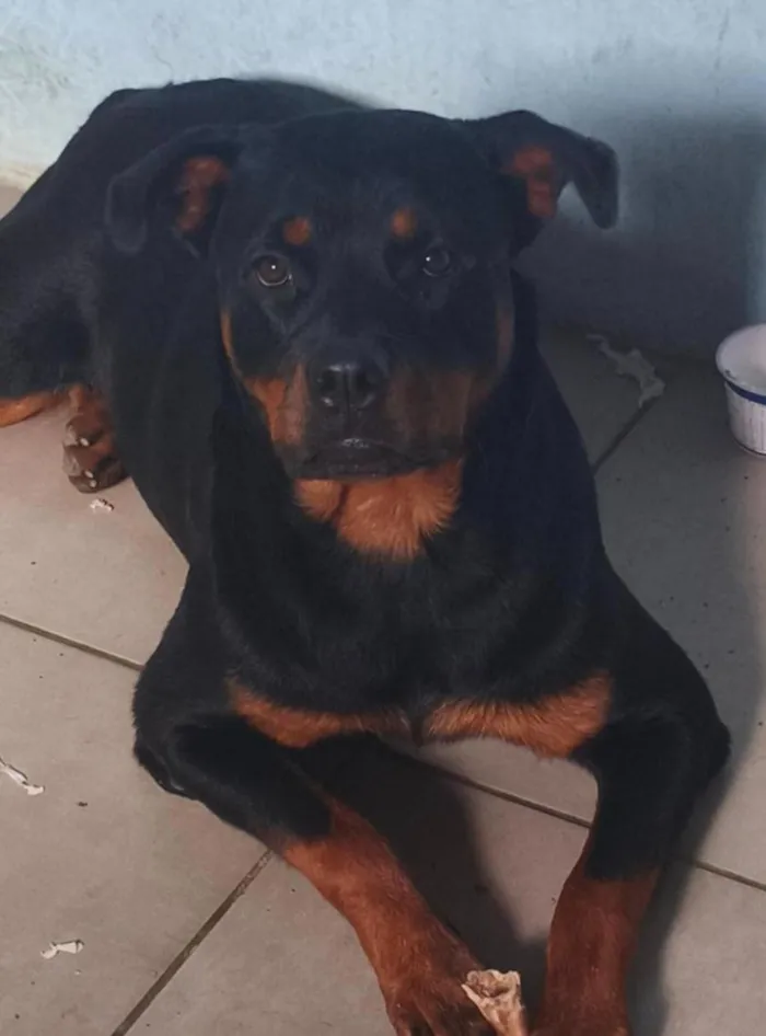 Cachorro raça Rottweiler idade 1 ano nome Valéria