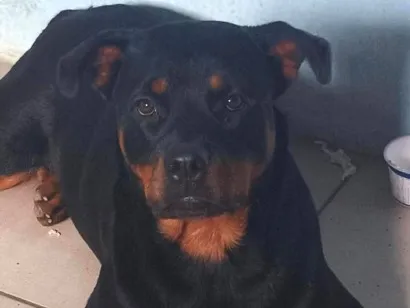 Cachorro raça Rottweiler idade 1 ano nome Valéria