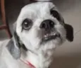 Chico 