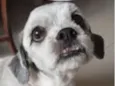 Chico