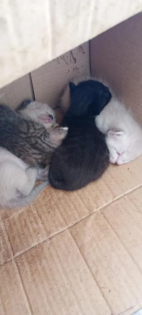 Gato raça SRD-ViraLata idade Abaixo de 2 meses nome nao possui nome ainda