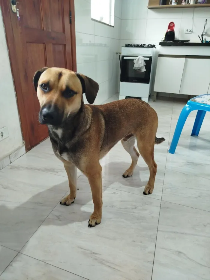 Cachorro raça SRD-ViraLata idade 7 a 11 meses nome Tom