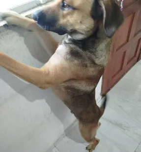 Cachorro raça SRD-ViraLata idade 7 a 11 meses nome Tom
