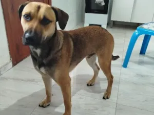 Cachorro raça SRD-ViraLata idade 7 a 11 meses nome Tom