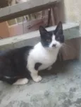Bella e bello