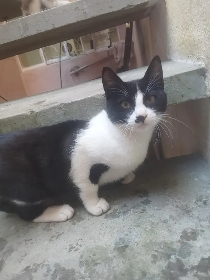 Gato raça SRD-ViraLata idade 2 a 6 meses nome Bella e bello