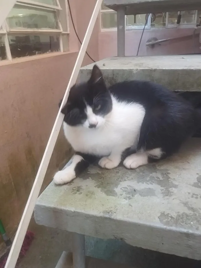 Gato raça SRD-ViraLata idade 2 a 6 meses nome Bella e bello