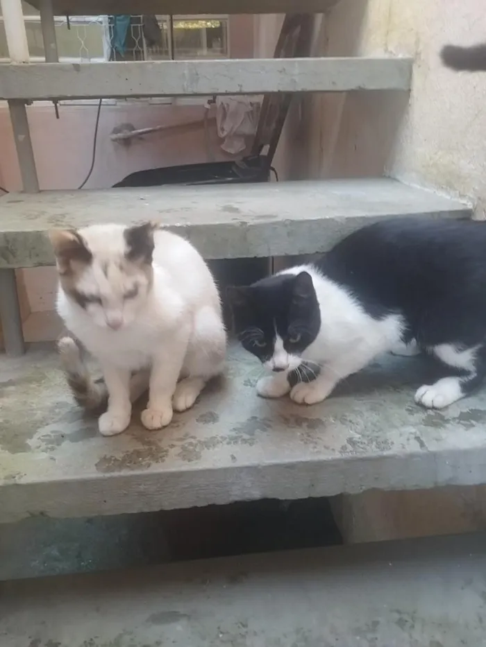 Gato raça SRD-ViraLata idade 2 a 6 meses nome Bella e bello