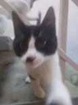 Bella e bello