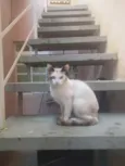 Bella e bello