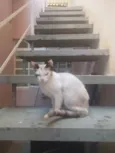 Bella e bello
