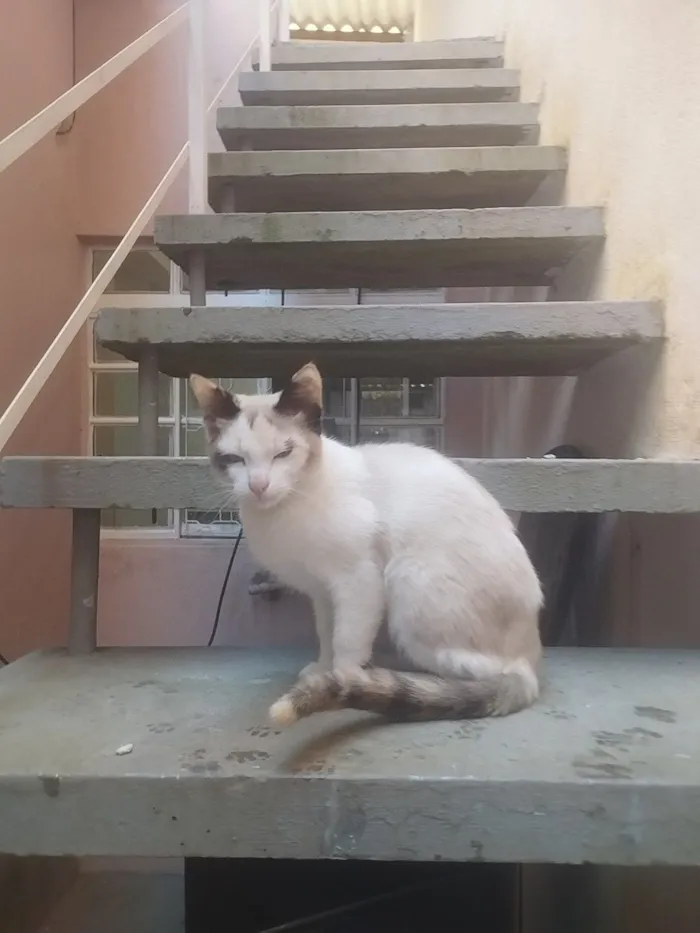 Gato raça SRD-ViraLata idade 2 a 6 meses nome Bella e bello
