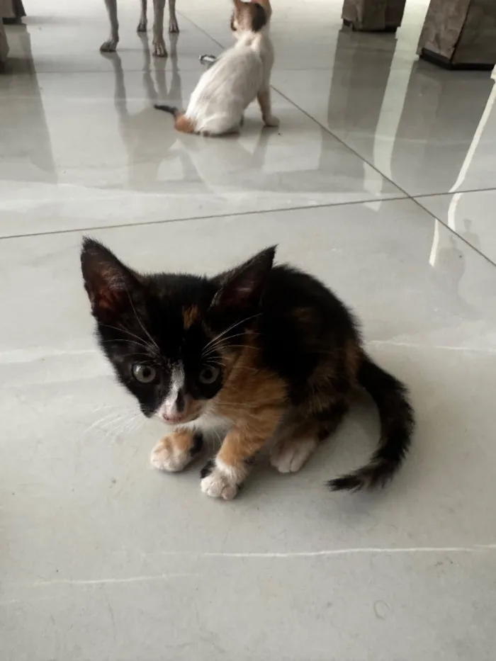 Gato raça SRD-ViraLata idade Abaixo de 2 meses nome Sem nome 
