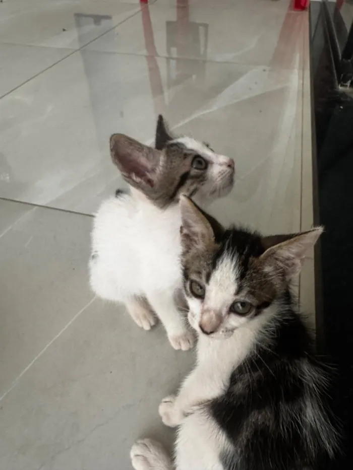 Gato raça SRD-ViraLata idade Abaixo de 2 meses nome Sem nome 