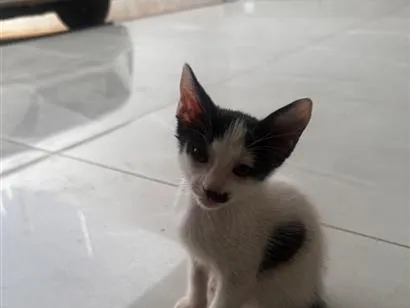 Gato raça SRD-ViraLata idade Abaixo de 2 meses nome Sem nome 