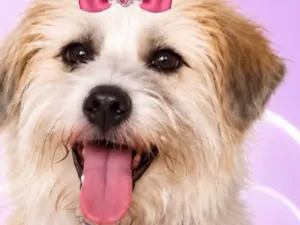 Cachorro raça Shitzu idade 1 ano nome Mera 