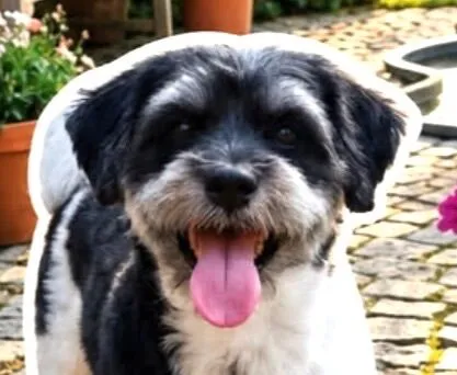 Cachorro raça Shitzu idade 1 ano nome Mike 