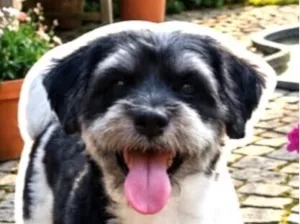 Cachorro raça Shitzu idade 1 ano nome Mike 
