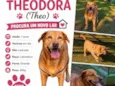 Teodora