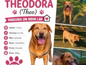 Cachorro raça Labrador idade 6 ou mais anos nome Teodora