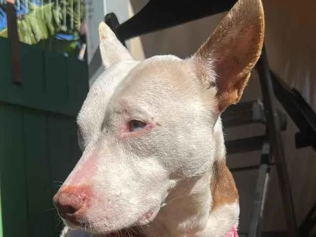Cachorro raça SRD-ViraLata idade 5 anos nome Anne