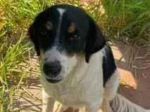 Cachorro raça SRD-ViraLata idade 1 ano nome Sem nome