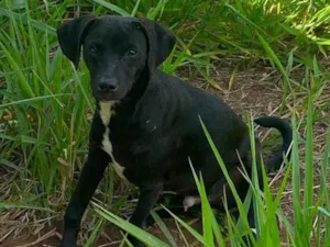 Cachorro raça SRD-ViraLata idade 1 ano nome Sem nome