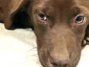 Cachorro raça SRD-ViraLata idade 2 a 6 meses nome Cacau 