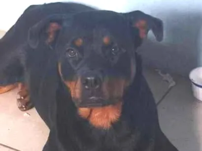 Cachorro raça Rottweiler idade 1 ano nome Valéria