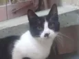 Bella e bello