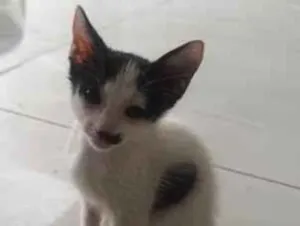Gato raça SRD-ViraLata idade Abaixo de 2 meses nome Sem nome 