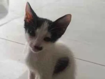 Gato raça SRD-ViraLata idade Abaixo de 2 meses nome Sem nome 