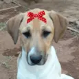 Maya 