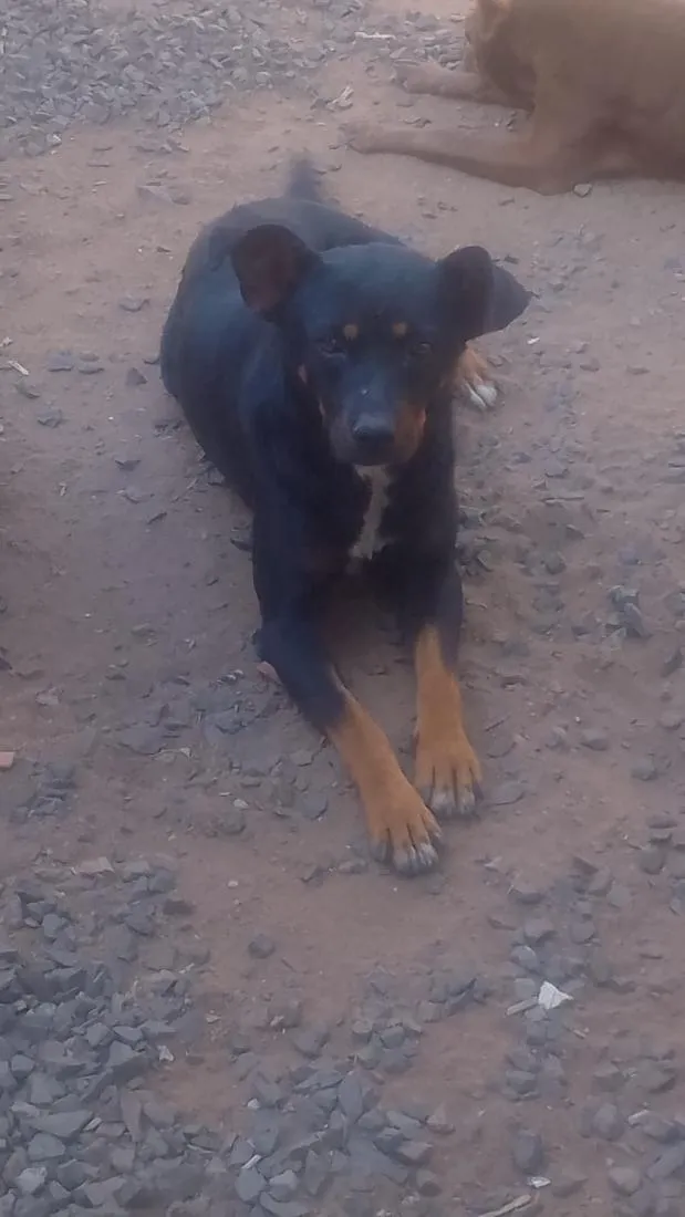 Cachorro raça SRD-ViraLata idade 4 anos nome zaya