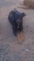 zaya