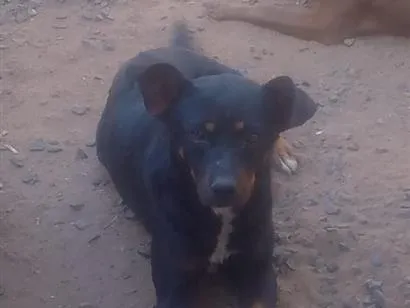 Cachorro raça SRD-ViraLata idade 4 anos nome zaya