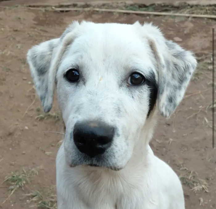 Cachorro raça SRD-ViraLata idade 2 a 6 meses nome Duque 