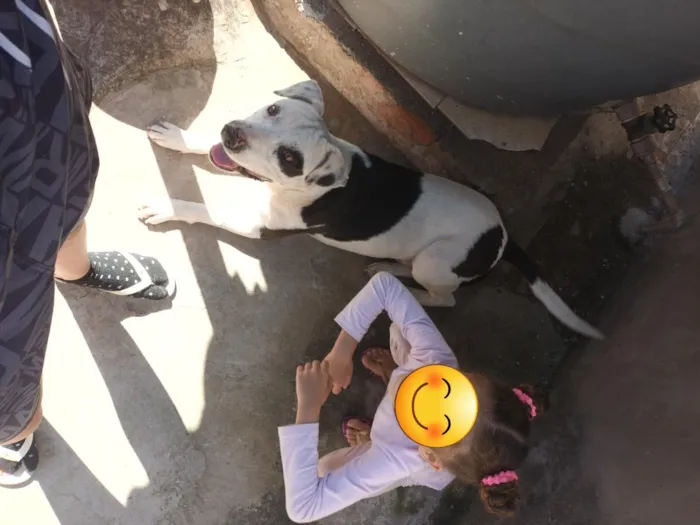 Cachorro raça SRD-ViraLata idade 2 a 6 meses nome Jonny