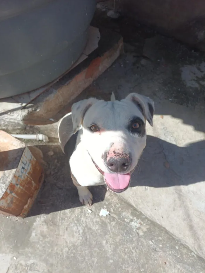 Cachorro raça SRD-ViraLata idade 2 a 6 meses nome Jonny