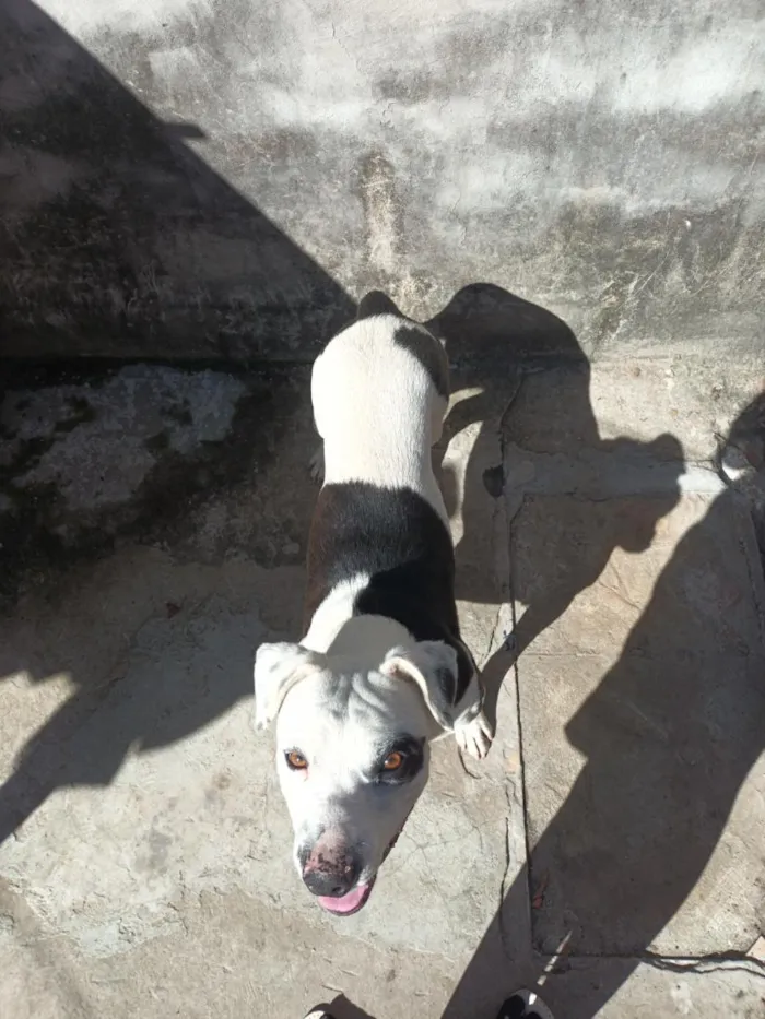 Cachorro raça SRD-ViraLata idade 2 a 6 meses nome Jonny