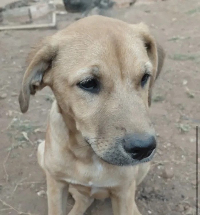 Cachorro raça SRD-ViraLata idade 2 a 6 meses nome Fred 