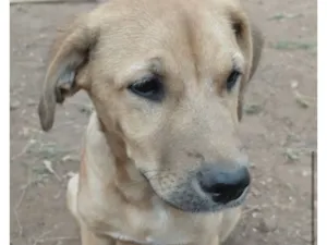Cachorro raça SRD-ViraLata idade 2 a 6 meses nome Fred 