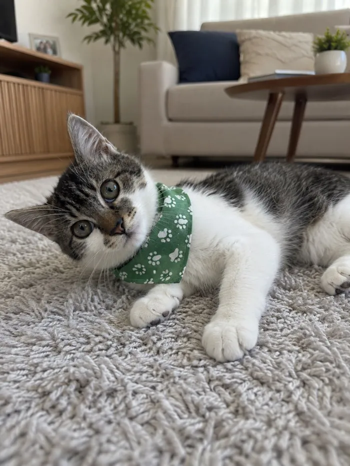 Gato raça SRD-ViraLata idade 2 a 6 meses nome Filhotes 