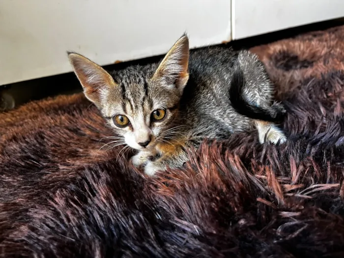 Gato raça SRD-ViraLata idade 2 a 6 meses nome Sem nome 